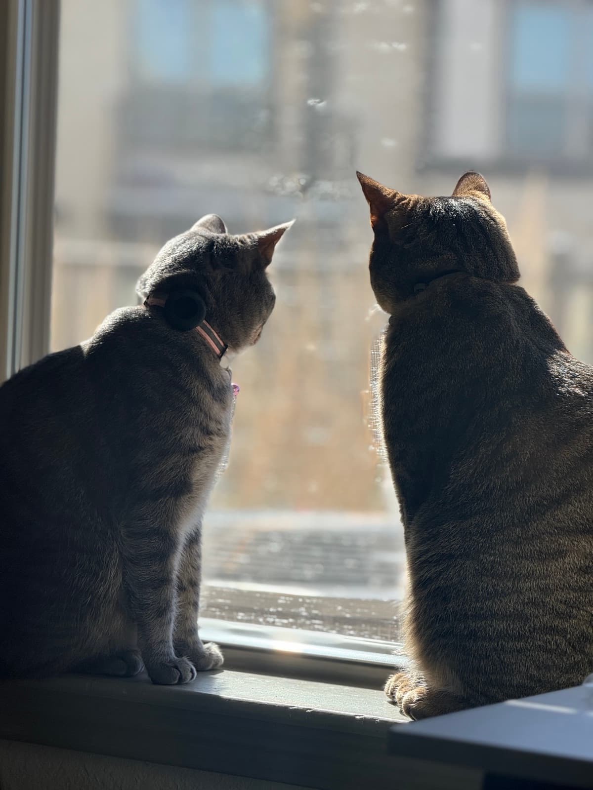 Tigger & Peep · cute
