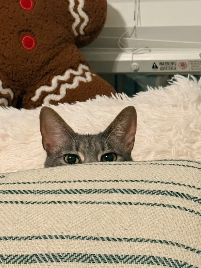 Cat consulting the FAQ