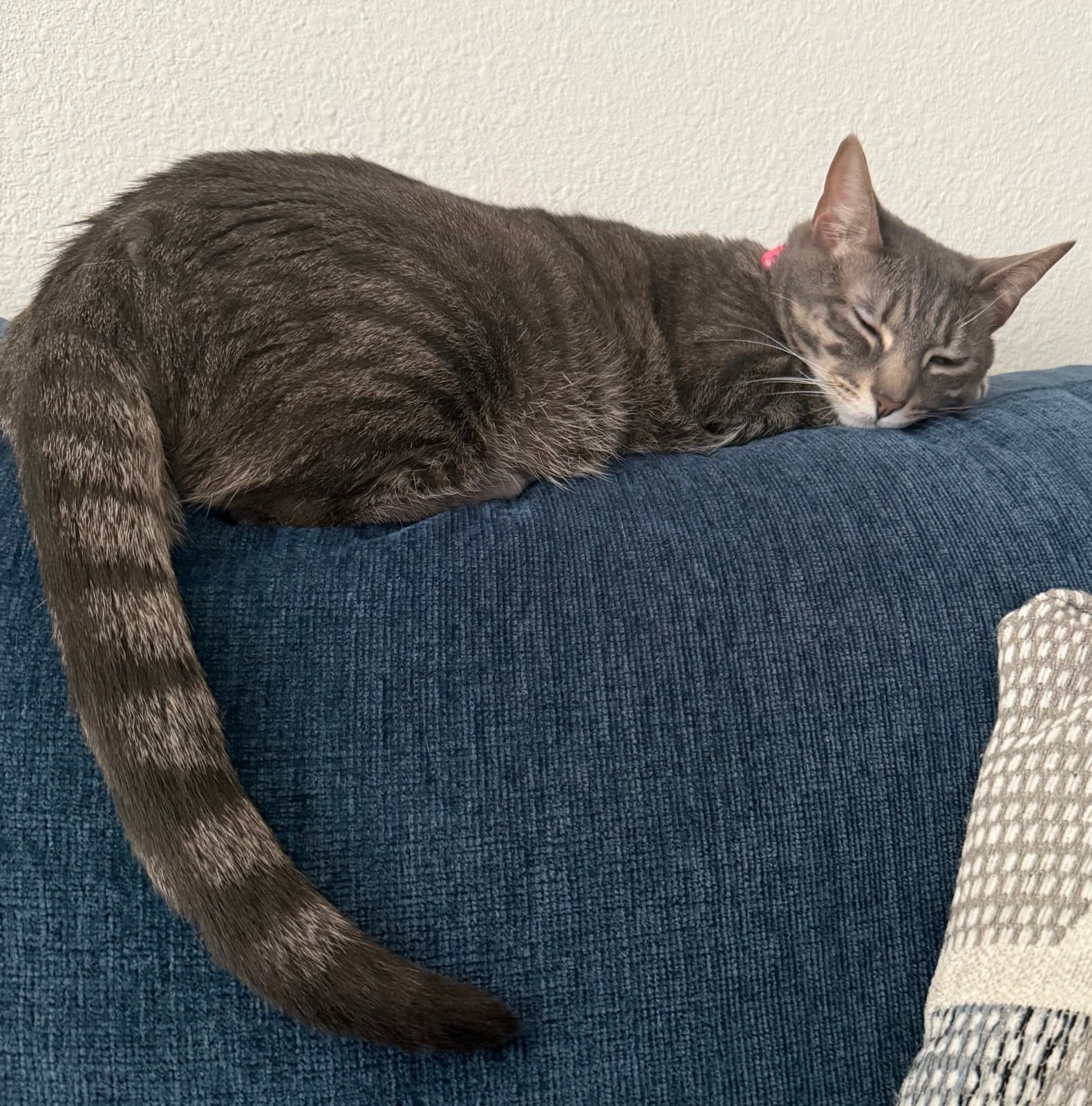 Cats · 1236