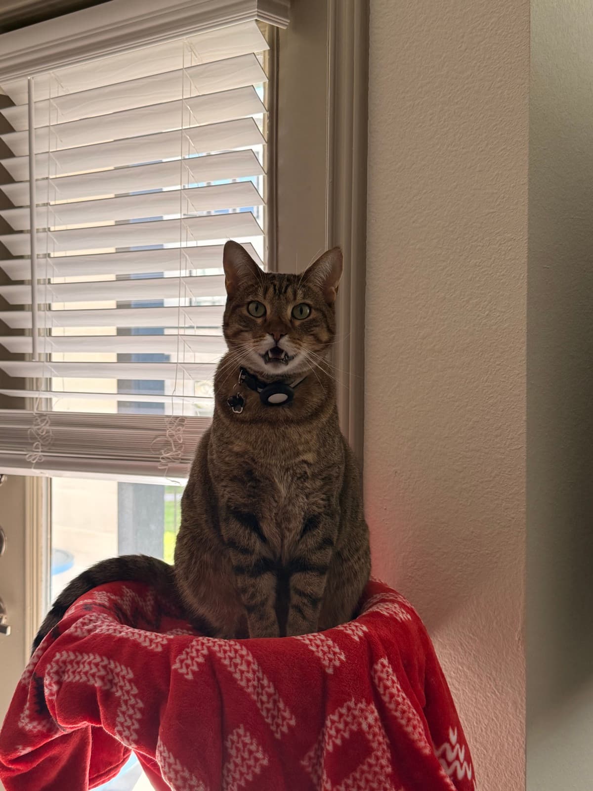 Cats · 5008