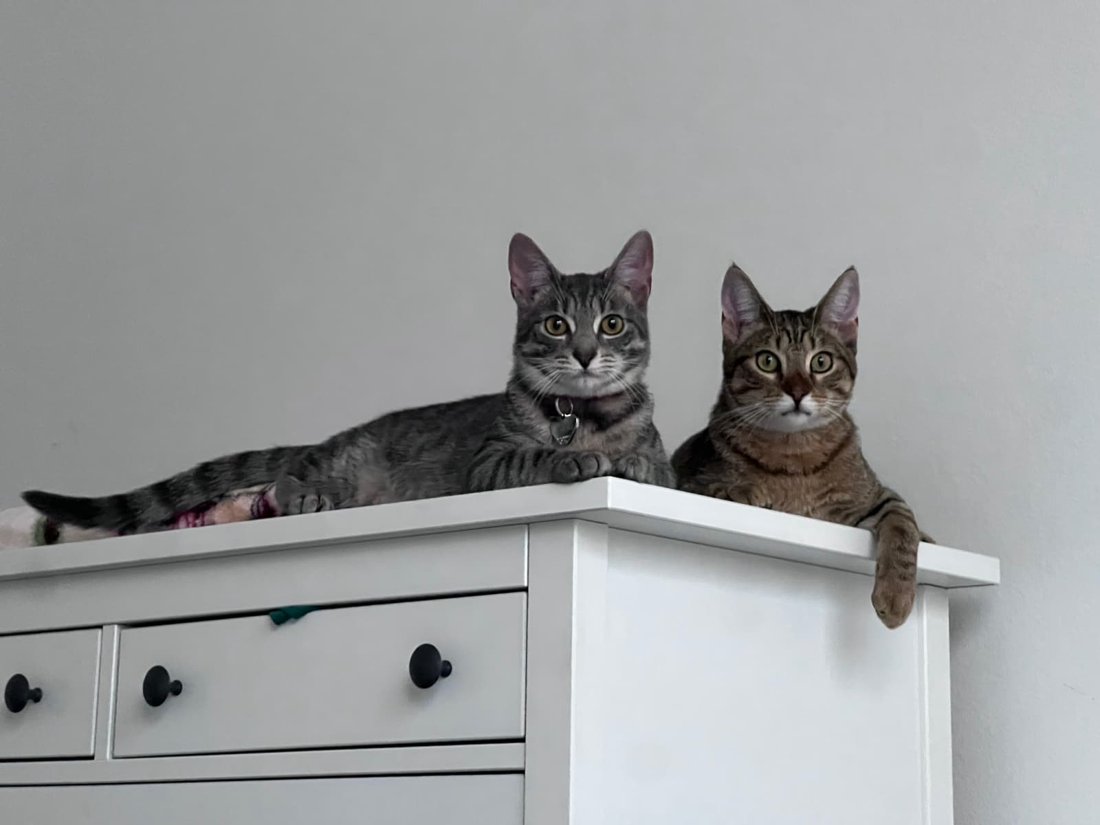 Cats · 7963