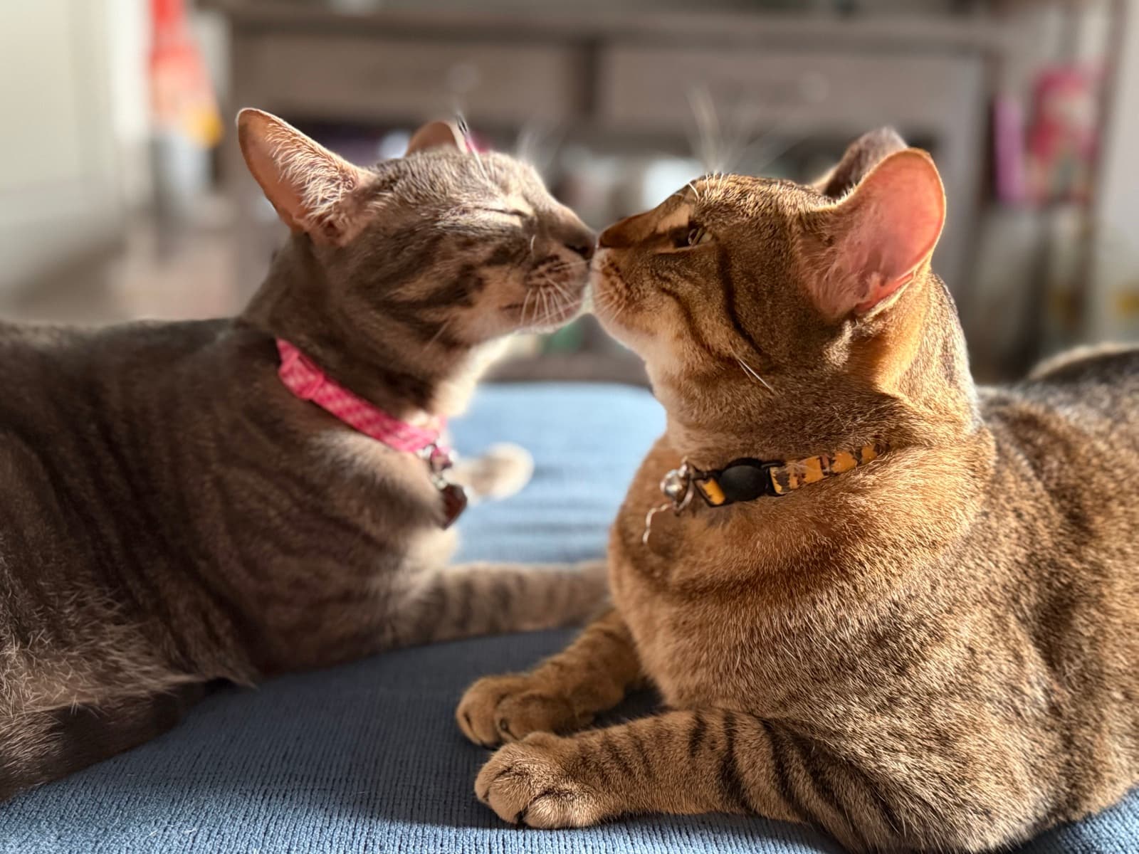 Tigger and Peep